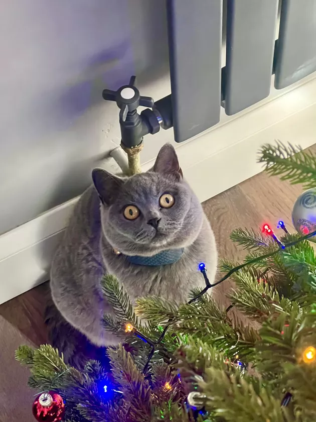 https://img.cutenesscdn.com/630x/media-storage/contentlab-data/11/29/e62f90bb97954d4e83ae3b2e1e9897f0.jpeg?type=webp