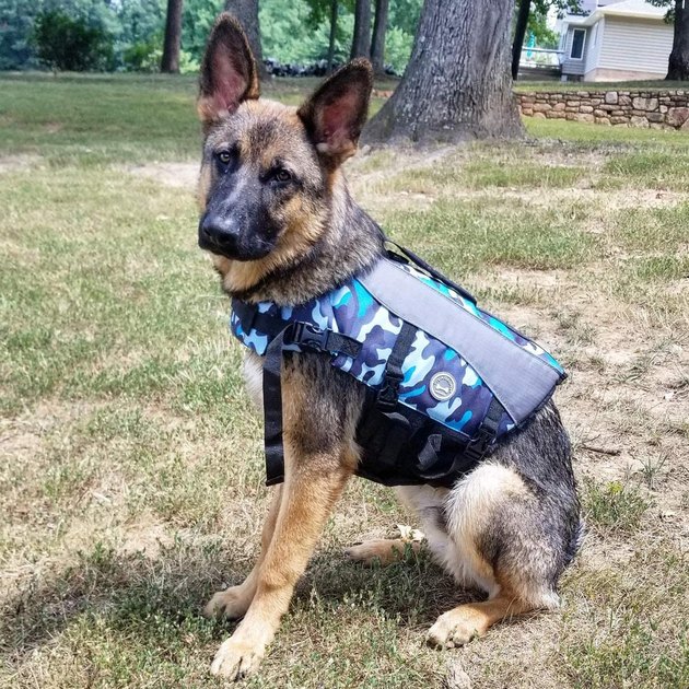 Best Dog Life Jackets 2023: 9 Picks for Safety and Comfort