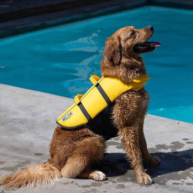 Outward Hound Granby Splash Orange Dog Life Jacket, Medium