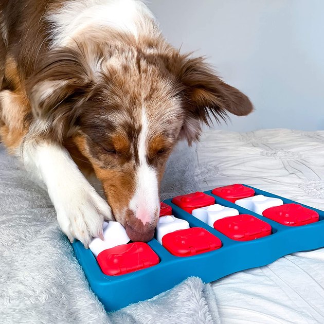 Dog Scent Training Kits: The Best Options for Beginners to Pros