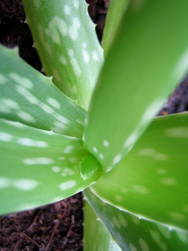 aloe vera plant
