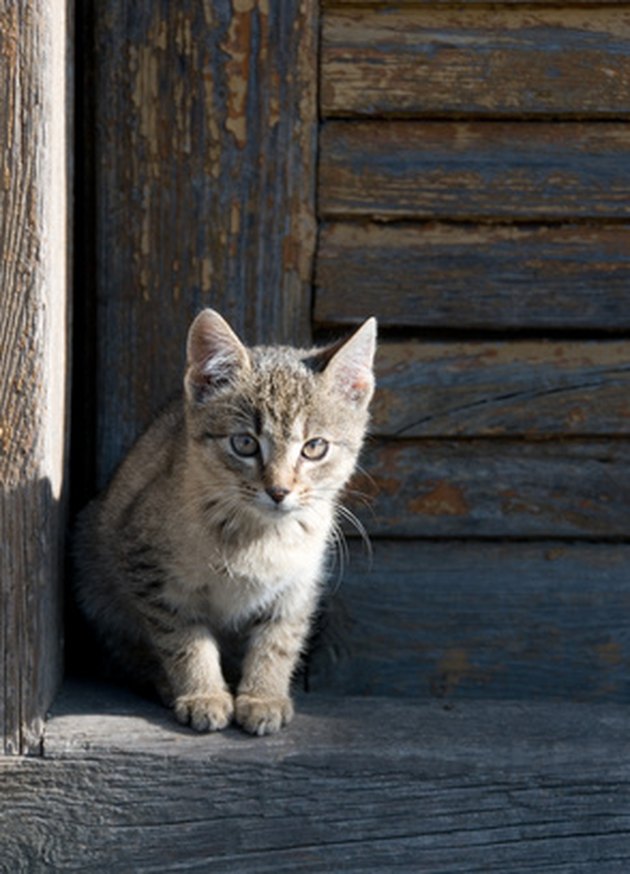 Homeopathic Remedies for Cats in Heat Cuteness