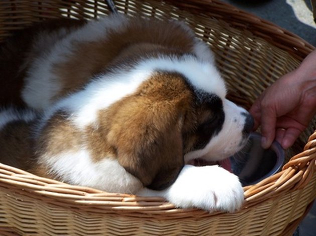 The Side Effects of Deworming a Puppy Cuteness