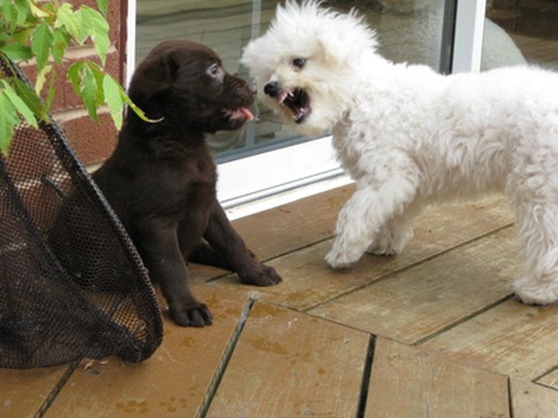 over-the-counter-anxiety-medication-for-dogs-cuteness