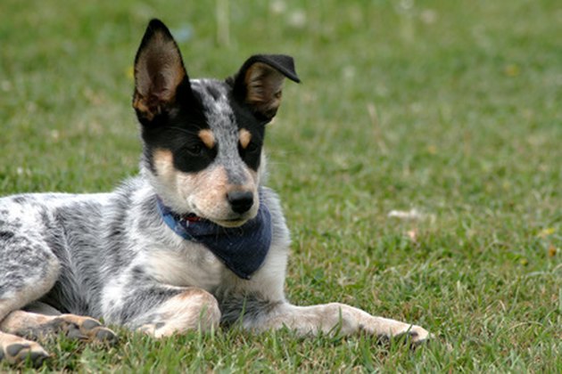 Heeler Pup 15
