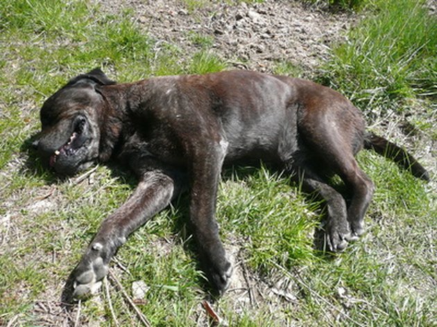 why-is-my-dog-s-skin-turning-black-under-her-leg-creases-cuteness