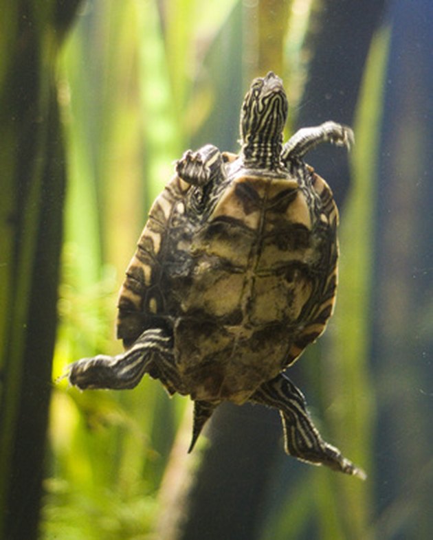 How to Take Care of a Fresh Water Turtle | Cuteness