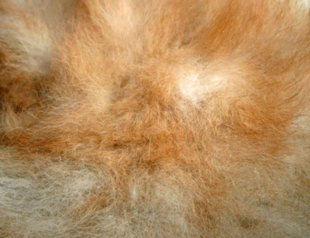 puppy with dry skin