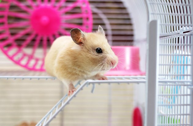 Hamster
