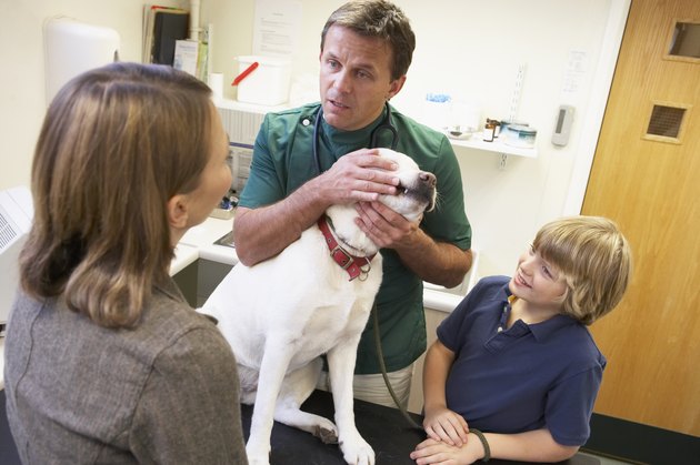 Boy And Mother Taking Dog For Examination By Vet