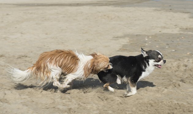 chihuahua on the beach