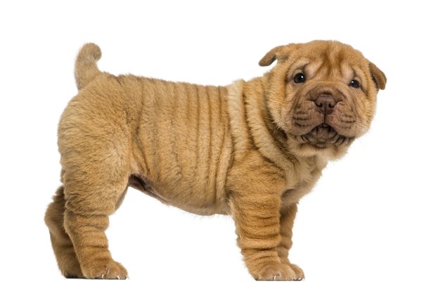 Shar Pei puppy standing, looking at the camera