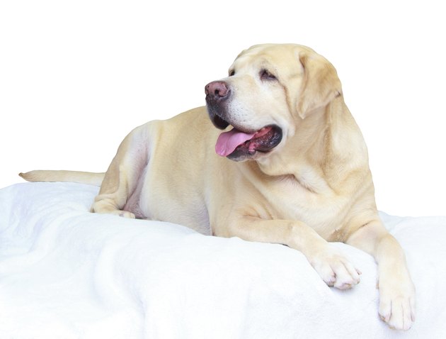 Fat labrador retriever