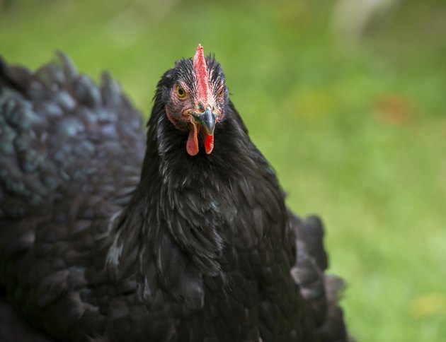 Black Chicken on a Farm