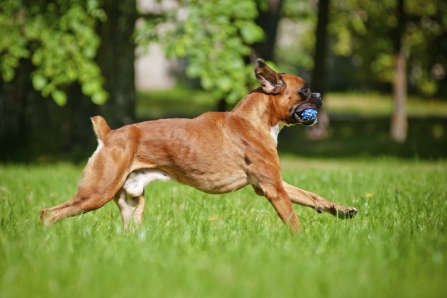 german boxer dog running outdoors