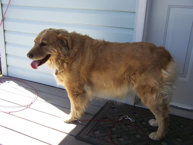 The tailess Retriever