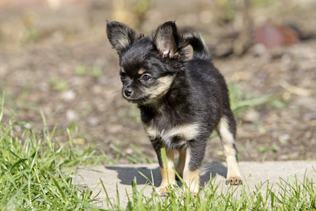 What Are Rare Chihuahua Colors? Cuteness
