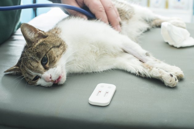 Veterinary Blood test