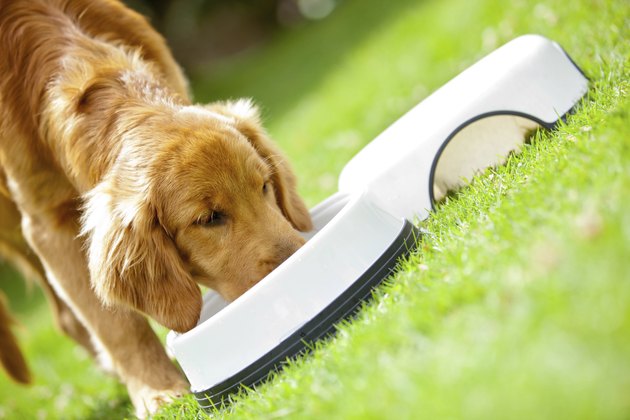 Puppy eating his food