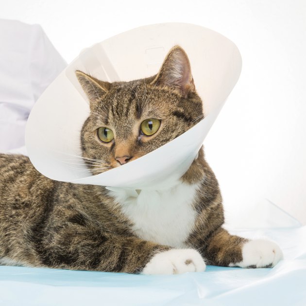 How to Treat Cat Injuries With Neosporin Cuteness