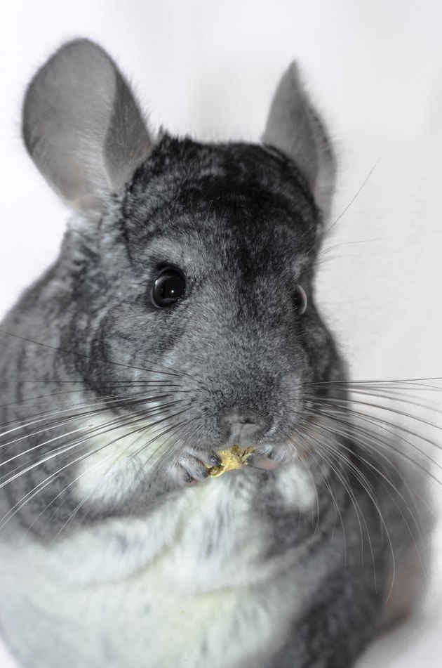 Chinchilla
