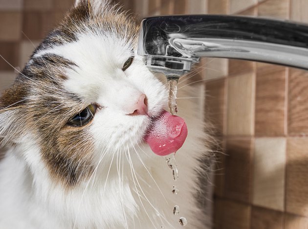 Kidney Disease in Cats & SweetSmelling Urine Cuteness