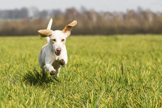 Beagle dog running on grass
