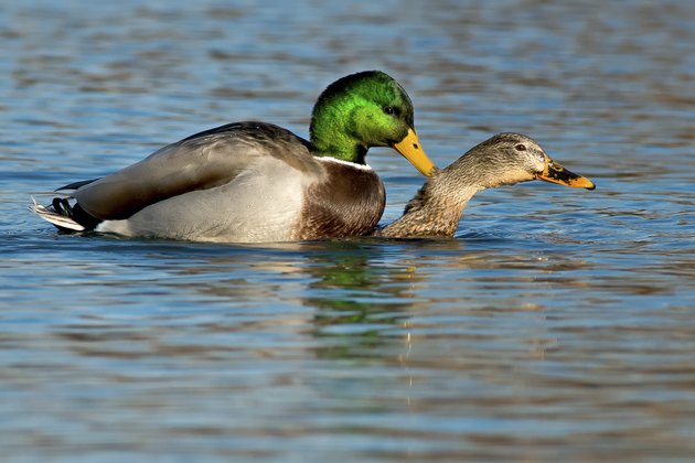 Mallard