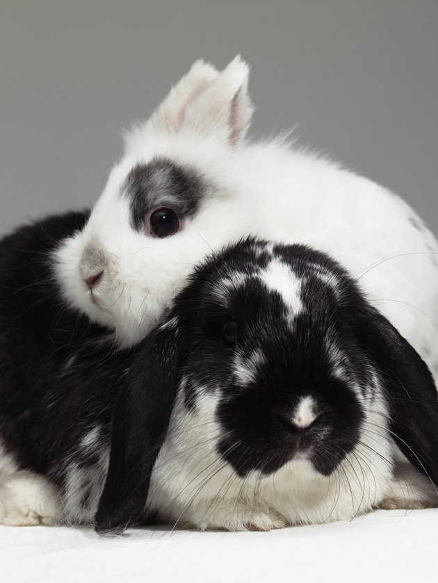 Dwarf-eared rabbit leaning over lop-eared rabbit, close-up