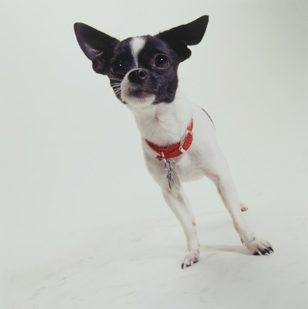 Dog, Chihuahua standing,