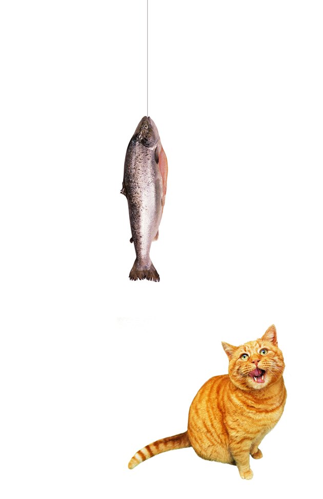 Cat looking up at fish on line (digital composite)
