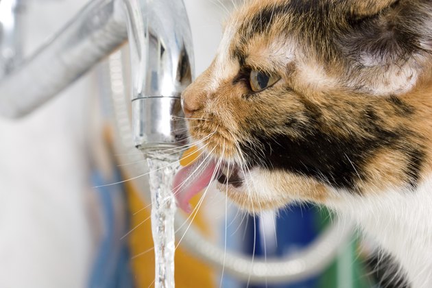 The cat drinks from crane