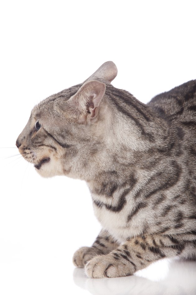 Angry bengal cat