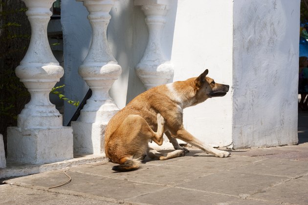 Stray dog.