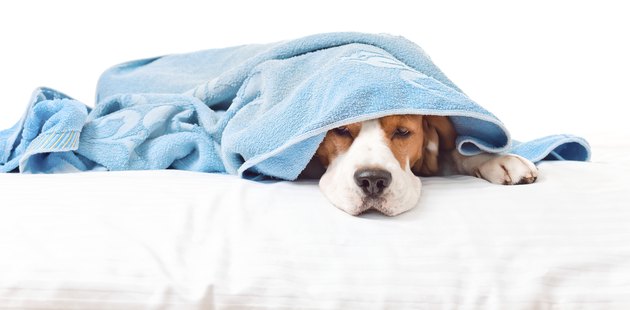 Very much sick dog on white background