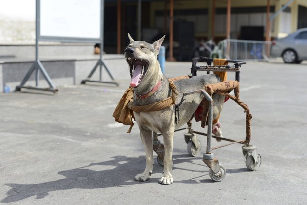 Disabled dog in a wheelchair.