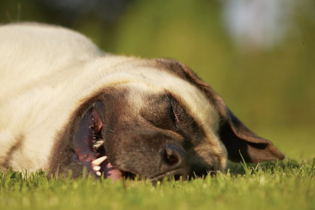 Sleepy mastiff