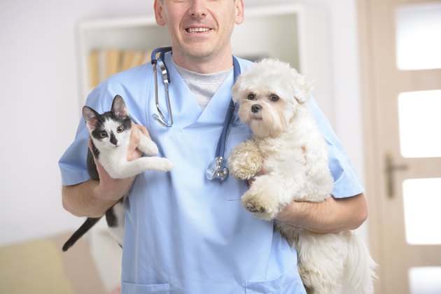 Happy vet with dog and cat