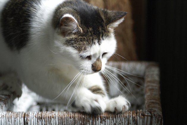 Cat Scratching Where He Shouldn't