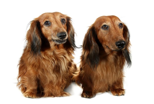 Pair dog long-haired dachshund pet