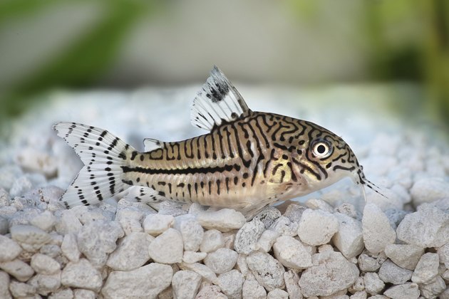 Leopard Cory Corydoras trilineatus catfish aquarium fish