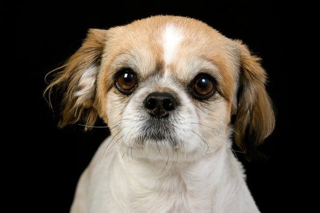 pekinese dog