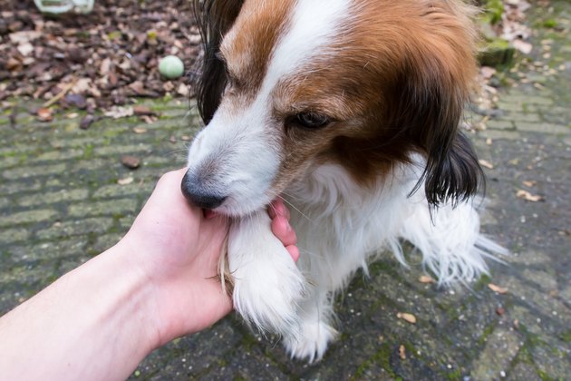 Dog giving paw