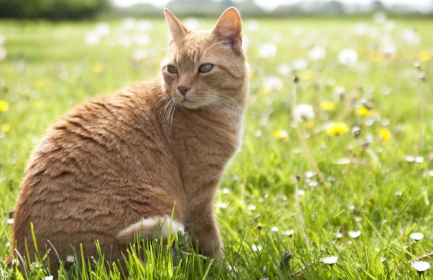 Orange ginger cat sitting in grass with flowers horizon