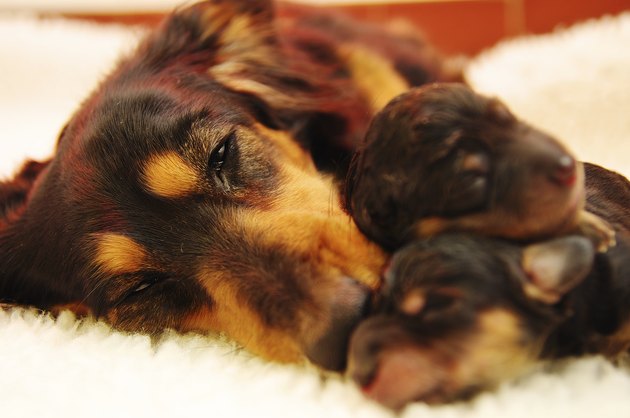 Dachshund mother and pups.