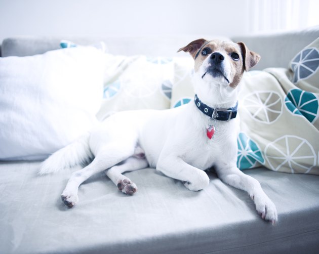 Dog on sofa