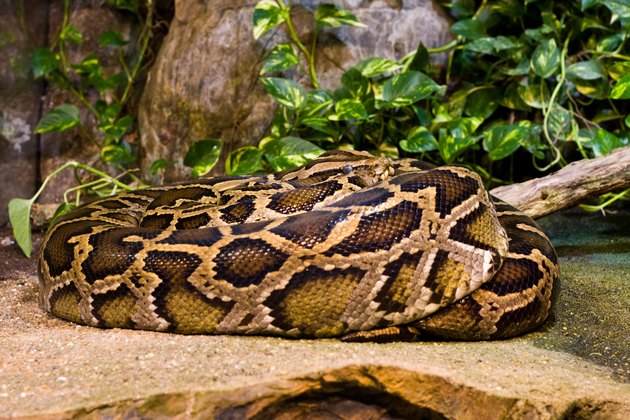 Tiger Python (python molurus bivittatus)