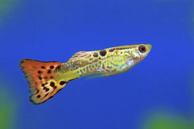 Aquarian fish of the guppy
