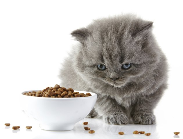 British long hair kitten