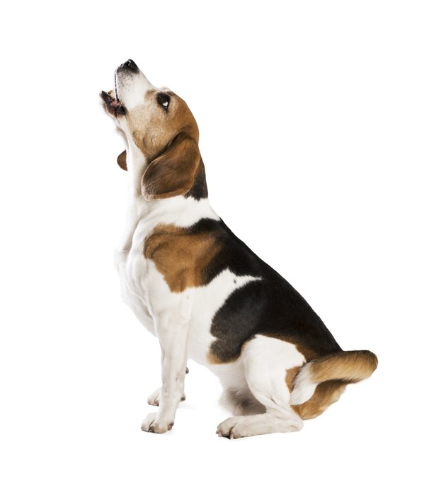 Dog in studio